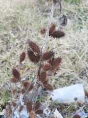 Xanthium cavanillesii