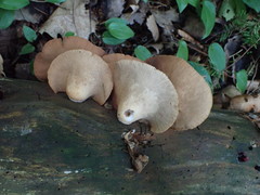 Crepidotus calolepis