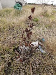 Xanthium cavanillesii