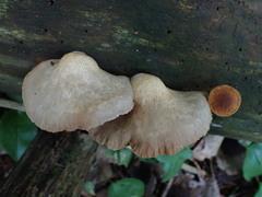 Crepidotus calolepis