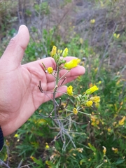 Diplotaxis