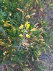 Diplotaxis