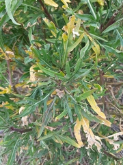 Diplotaxis