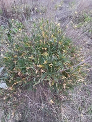 Diplotaxis