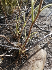 Tylecodon ventricosus