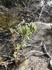 Tylecodon ventricosus
