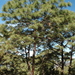 Yécora Pine - Photo (c) Jeff Bisbee, some rights reserved (CC BY-NC), uploaded by Jeff Bisbee