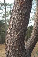 Pinus yecorensis