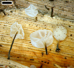 Marasmiellus bonii