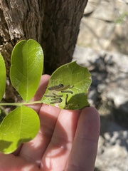 Uresiphita reversalis