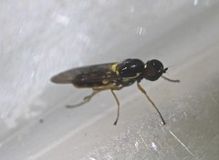 Acanthasargus flavipes