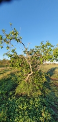 Ficus opposita