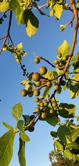 Ficus opposita