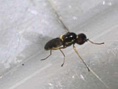 Acanthasargus flavipes