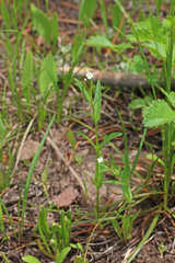 Epilobium lactiflorum
