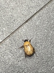 Cyclocephala lunulata