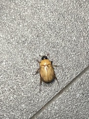 Cyclocephala lunulata