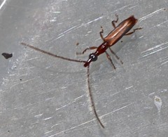 Cerobates