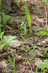 Epilobium lactiflorum