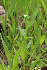 Epilobium lactiflorum