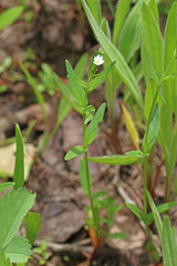 Epilobium lactiflorum
