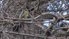 Leiothlypis celata lutescens
