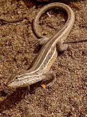 Liolaemus gracilis