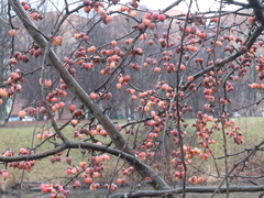 Malus baccata
