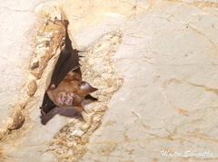 Hipposideros armiger