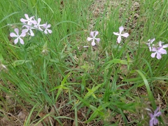 Phlox pilosa pilosa