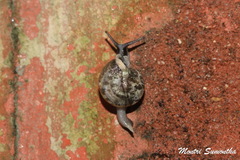 Aenigmatoconcha sumonthai