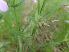 Phlox pilosa pilosa