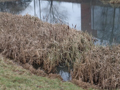 Typha latifolia
