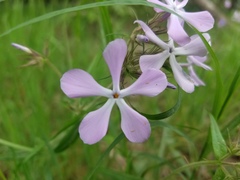 Phlox pilosa pilosa
