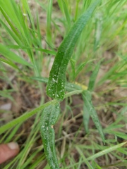 Phlox pilosa pilosa