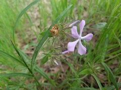 Phlox pilosa pilosa