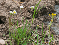 Erigeron eatonii