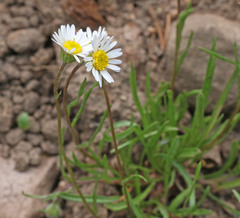 Erigeron eatonii