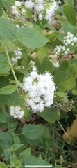 Ageratina altissima