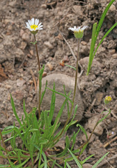 Erigeron eatonii