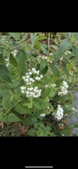 Ageratina altissima