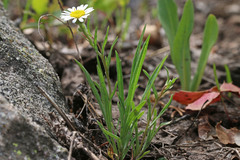 Erigeron eatonii