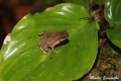 Ingerophrynus parvus