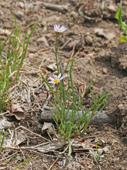 Erigeron eatonii