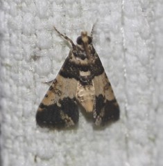 Nacoleia mesochlora