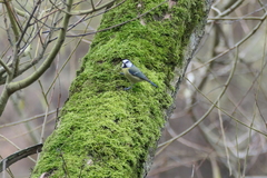 Cyanistes caeruleus