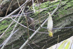 Certhia familiaris