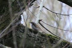 Certhia familiaris