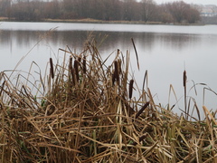 Typha latifolia