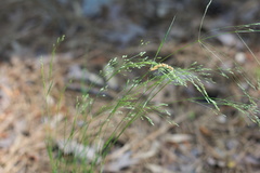 Agrostis hyemalis